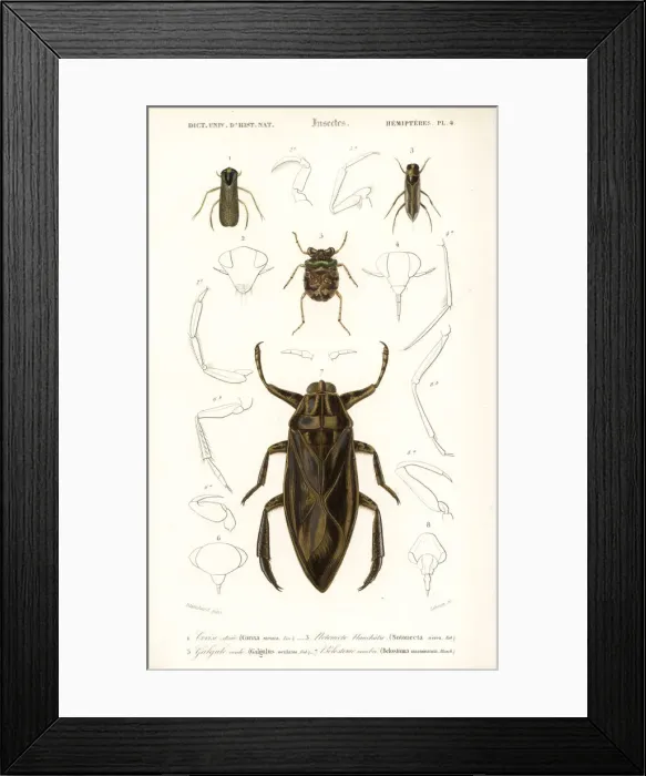 Framed Print : Water boatman, water bug and toad bug Framed Print : Water boatman, water bug and toad bug