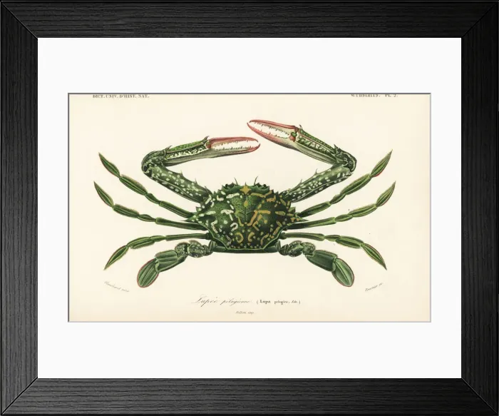 Framed Print : Blue swimming crab, Portunus (Portunus) pelagicus Framed Print : Blue swimming crab, Portunus (Portunus) pelagicus
