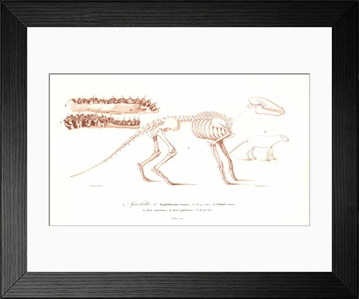 Framed Print : Skeleton of the Anoplotherium commune Framed Print : Skeleton of the Anoplotherium commune