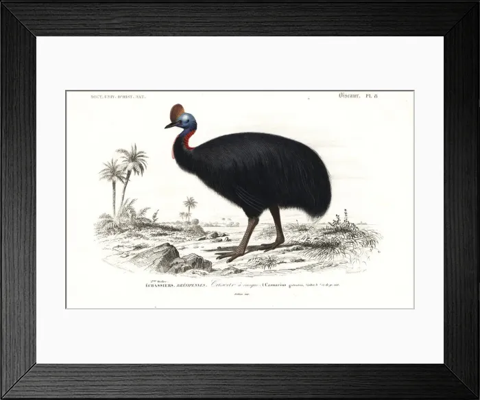 Framed Print : Southern cassowary, Casuarius casuarius Framed Print : Southern cassowary, Casuarius casuarius