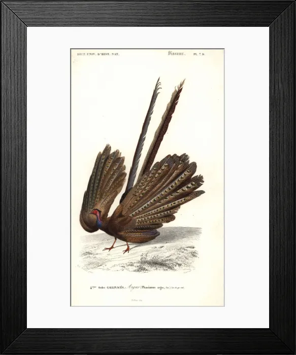 Framed Print : Great argus, Argusianus argus Framed Print : Great argus, Argusianus argus