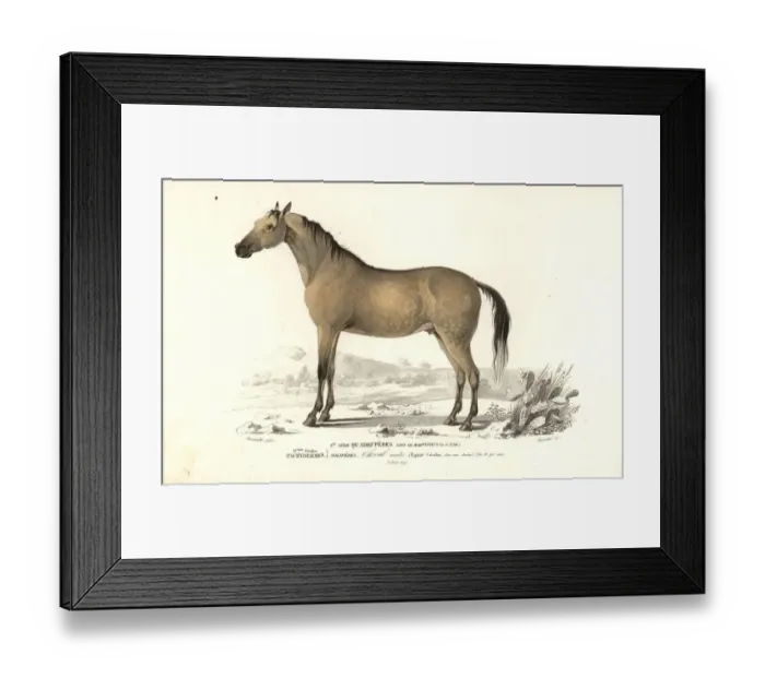Framed Print : Horse, Equus caballus Framed Print : Horse, Equus caballus