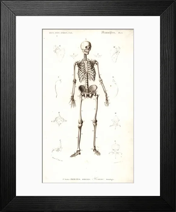 Framed Print : Human skeleton Framed Print : Human skeleton