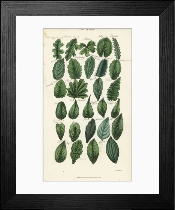 Framed Print : Types of leaves of plants Framed Print : Types of leaves of plants