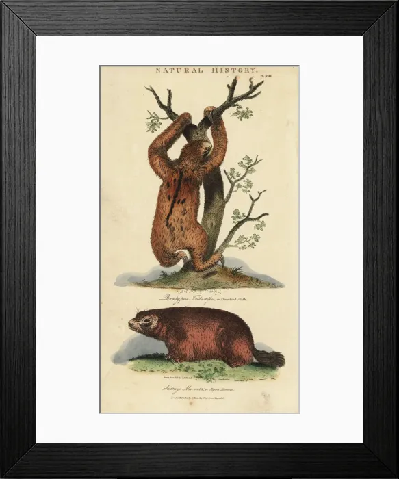 Framed Print : Three-toed sloth, Bradypus tridactylus Framed Print : Three-toed sloth, Bradypus tridactylus