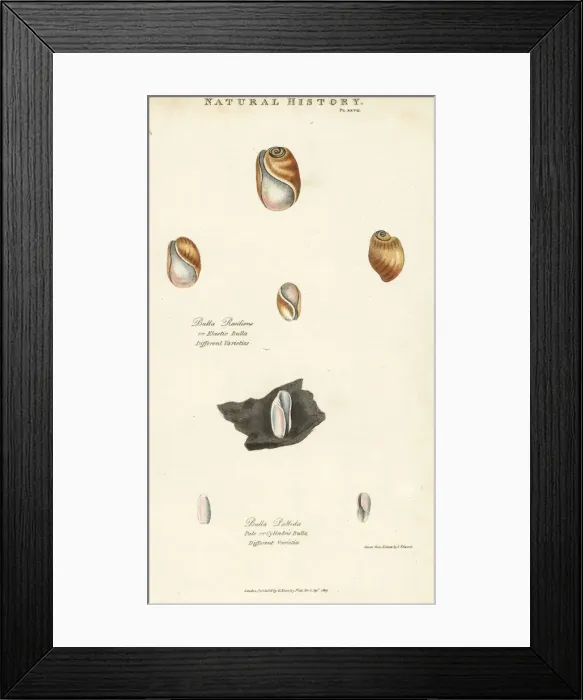 Framed Print : Elastic bulla, Bulla resiliens, and pale or Framed Print : Elastic bulla, Bulla resiliens, and pale or