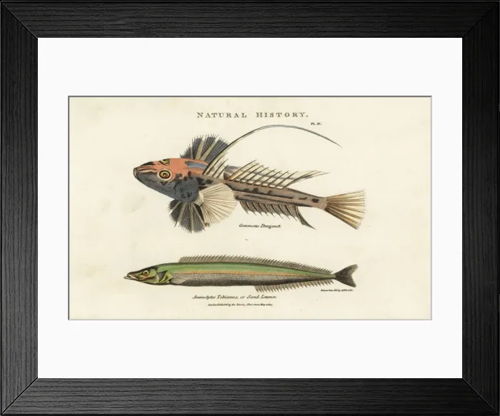 Framed Print : Common dragonet, Callionymus lyra, and lesser Framed Print : Common dragonet, Callionymus lyra, and lesser