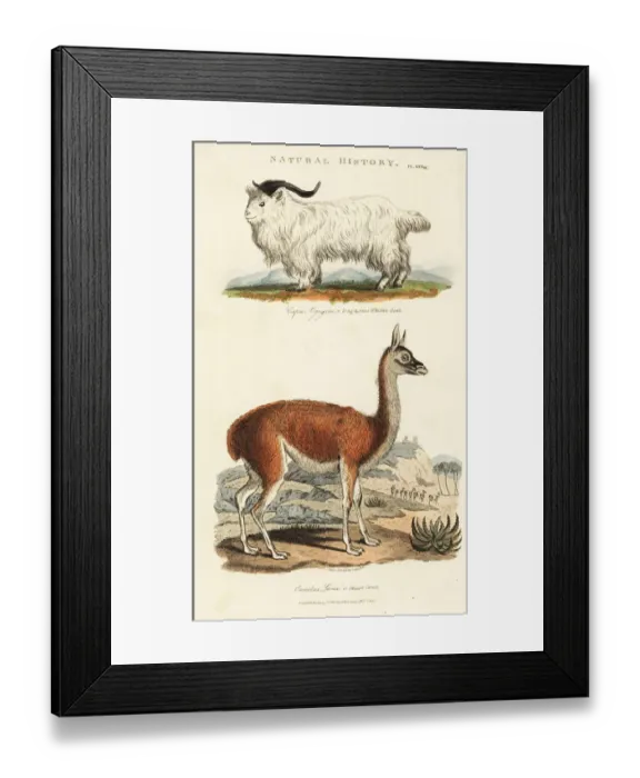 Framed Print : Long-horned whidaw goat, Capra aegagrus Framed Print : Long-horned whidaw goat, Capra aegagrus