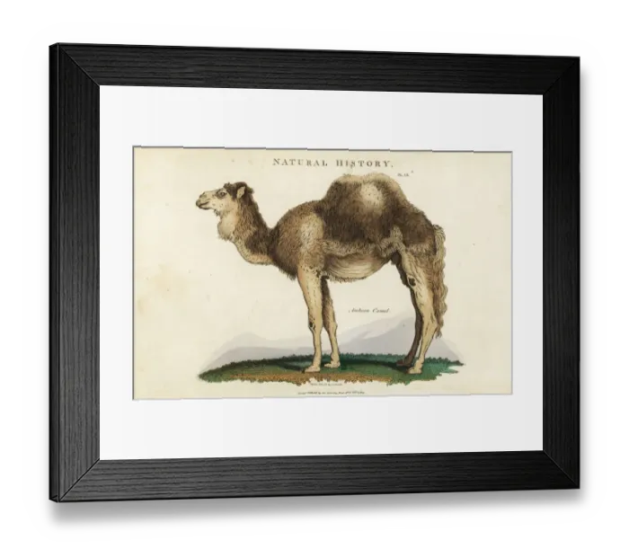 Framed Print : Arabian, dromedary or one-humped camel, Camelus dromedarius Framed Print : Arabian, dromedary or one-humped camel, Camelus dromedarius