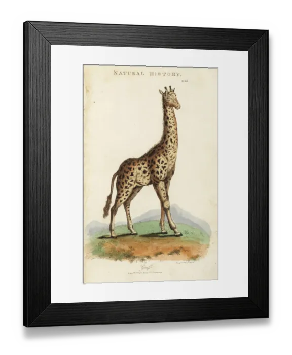 Framed Print : Giraffe, Giraffa camelopardalis Framed Print : Giraffe, Giraffa camelopardalis
