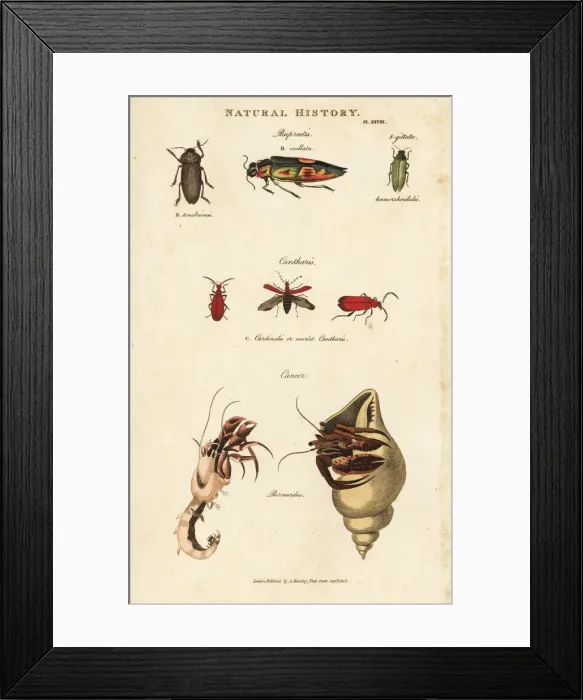 Framed Print : Jewel beetles, scarlet cantharis, and hermit crab Framed Print : Jewel beetles, scarlet cantharis, and hermit crab