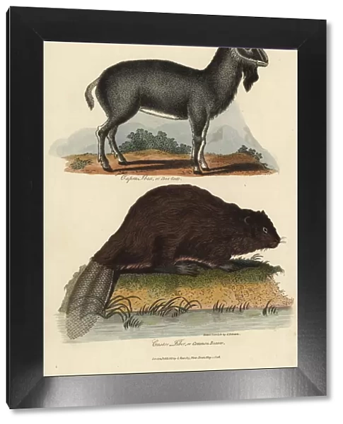 Alpine ibex, Capra ibex, and common Eurasian