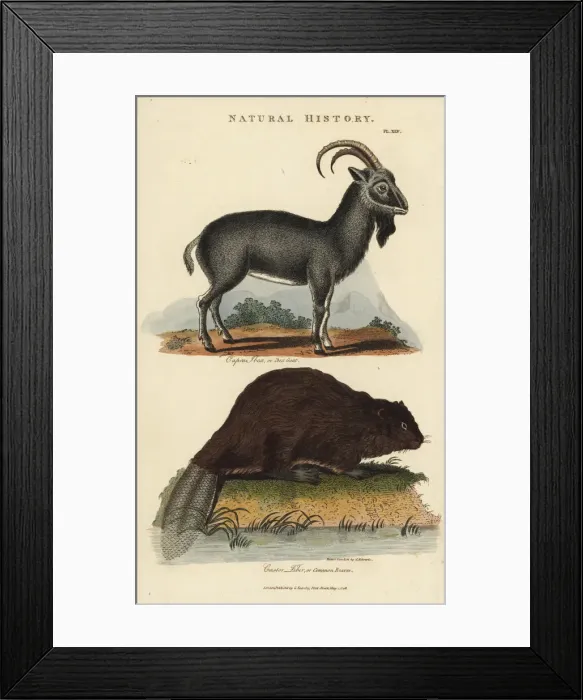 Framed Print : Alpine ibex, Capra ibex, and common Eurasian Framed Print : Alpine ibex, Capra ibex, and common Eurasian