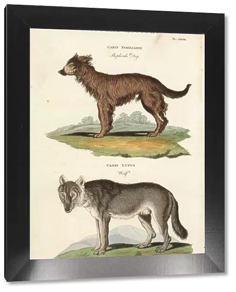 Shepherd dog, Canis familiaris, and wolf, Canis lupus