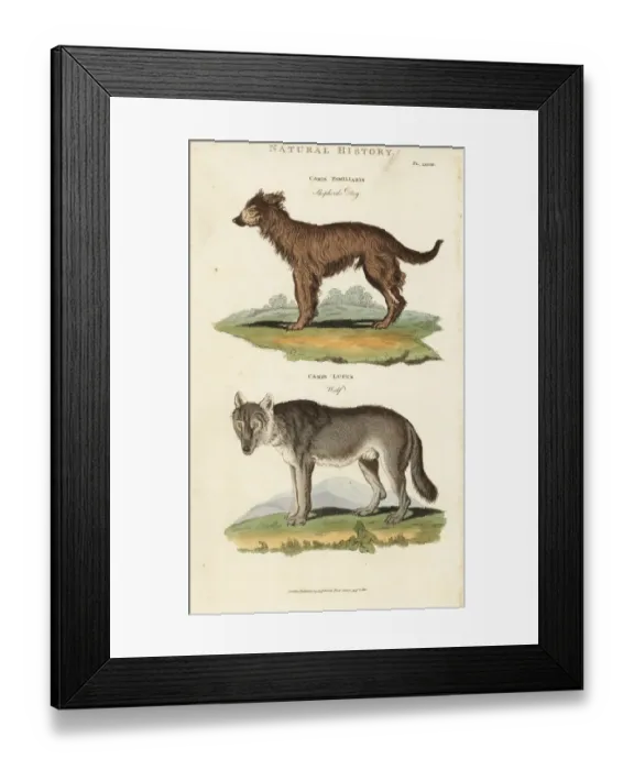 Framed Print : Shepherd dog, Canis familiaris, and wolf, Canis lupus Framed Print : Shepherd dog, Canis familiaris, and wolf, Canis lupus