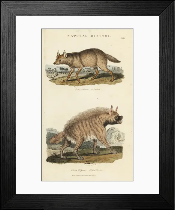 Framed Print : Golden jackal, Canis aureus, and striped hyena Framed Print : Golden jackal, Canis aureus, and striped hyena