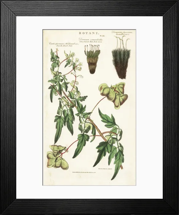 Framed Print : Balloon plant or smooth heart-seed, Cardiospermum Framed Print : Balloon plant or smooth heart-seed, Cardiospermum
