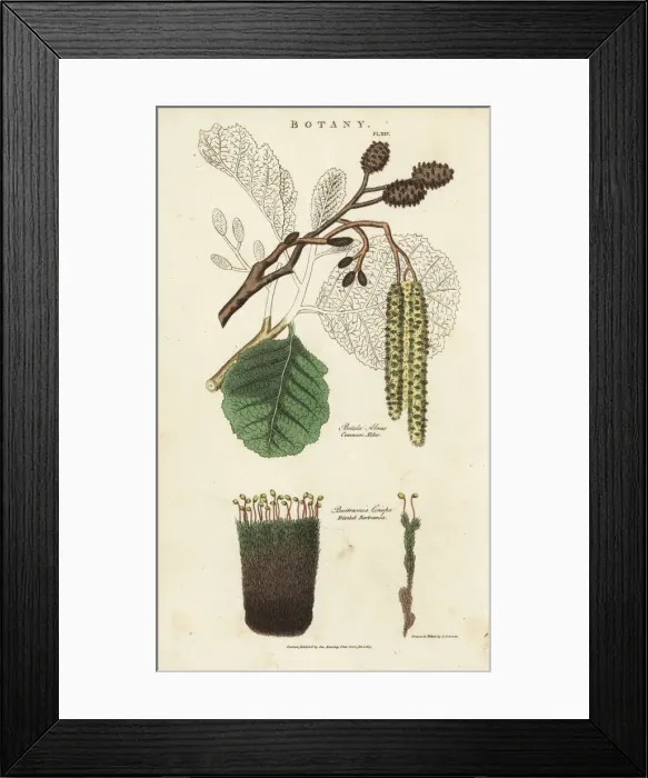 Framed Print : Common alder tree, Betula alnus, and frizzled Framed Print : Common alder tree, Betula alnus, and frizzled