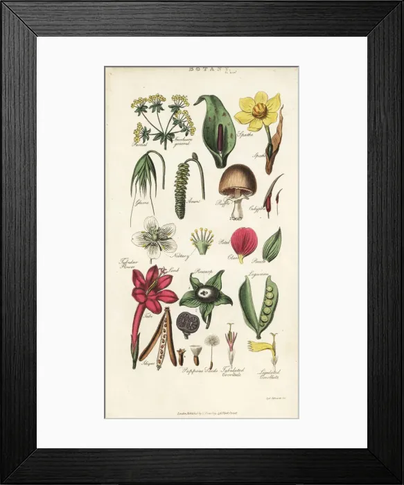 Framed Print : Parts of flowers including petal, nectary Framed Print : Parts of flowers including petal, nectary
