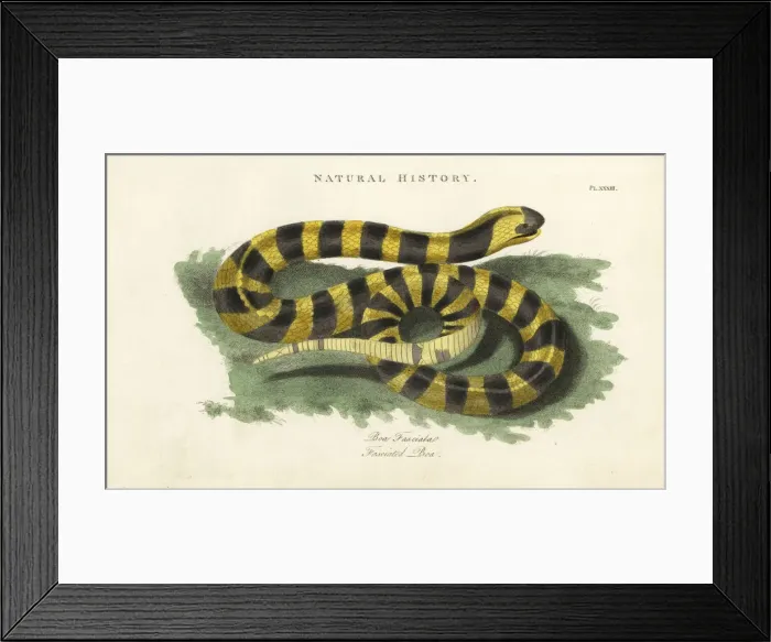 Framed Print : Banded krait, Bungarus fasciatus Framed Print : Banded krait, Bungarus fasciatus