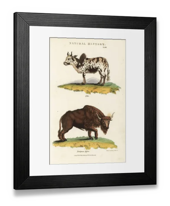 Framed Print : Zebu humped cattle, Bos indicus, and European Framed Print : Zebu humped cattle, Bos indicus, and European