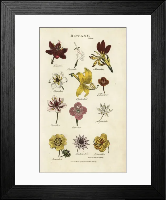 Framed Print : Types of flowers: Triandria, Diandria, Hexandria Framed Print : Types of flowers: Triandria, Diandria, Hexandria