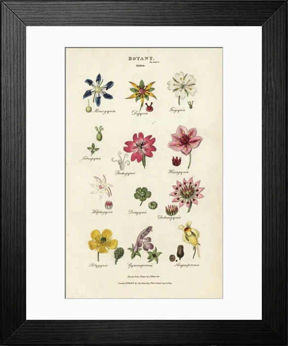 Framed Print : Orders of flowers: Monogynia, Digynia, Trigynia Framed Print : Orders of flowers: Monogynia, Digynia, Trigynia