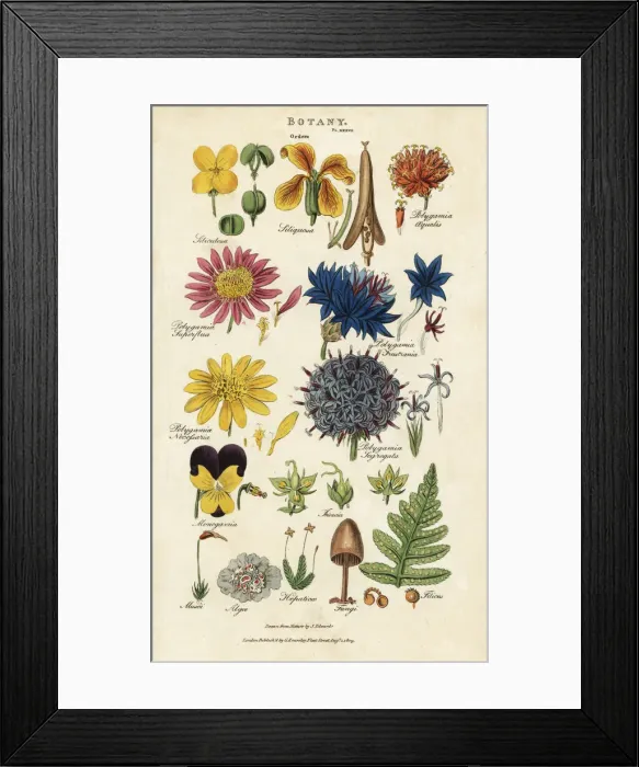 Framed Print : Orders of flowers: Siliculosa, Seliquosa Framed Print : Orders of flowers: Siliculosa, Seliquosa