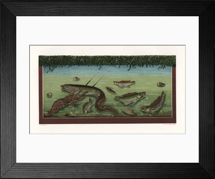 Framed Print : Aquarium with fish and lobster from the House Framed Print : Aquarium with fish and lobster from the House