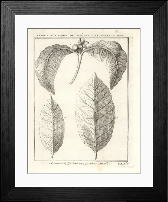 Framed Print : Branch, leaf, fruit and flower of the coffee Framed Print : Branch, leaf, fruit and flower of the coffee