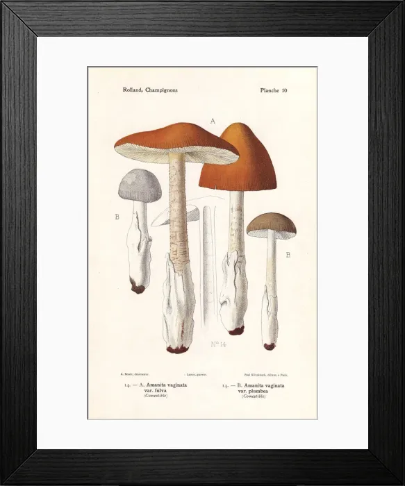 Framed Print : Tawny grisette and grisette mushroom Framed Print : Tawny grisette and grisette mushroom