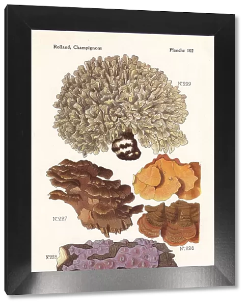 Wood-decay fungus and cauliflower fungus