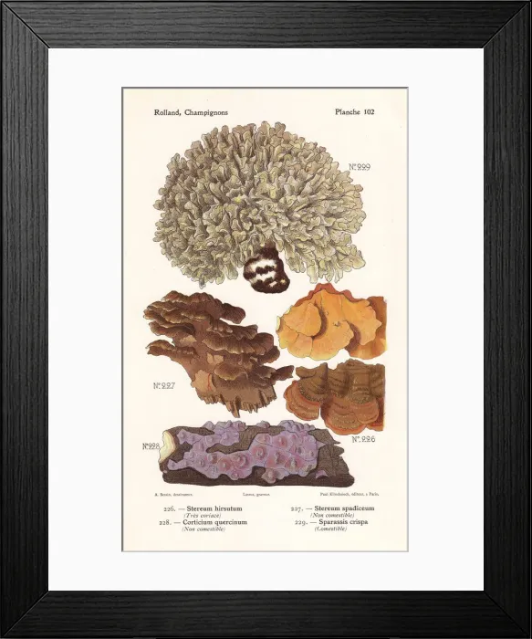 Framed Print : Wood-decay fungus and cauliflower fungus Framed Print : Wood-decay fungus and cauliflower fungus