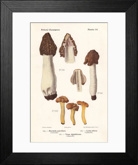 Framed Print : Morel and jelly baby mushrooms Framed Print : Morel and jelly baby mushrooms