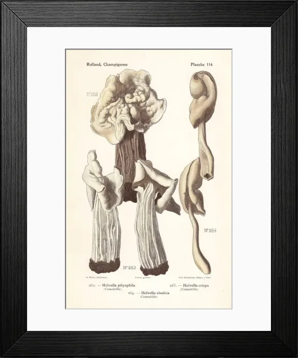 Framed Print : Saddle mushrooms