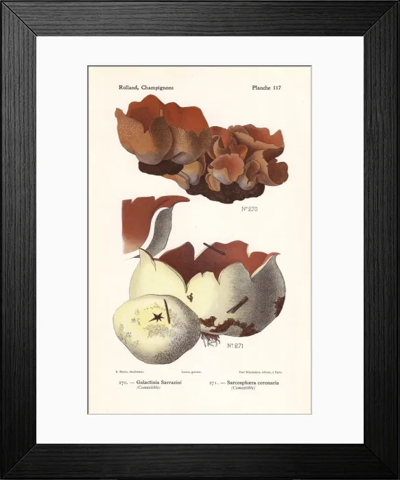 Framed Print : Peziza mushroom and pink crown Framed Print : Peziza mushroom and pink crown