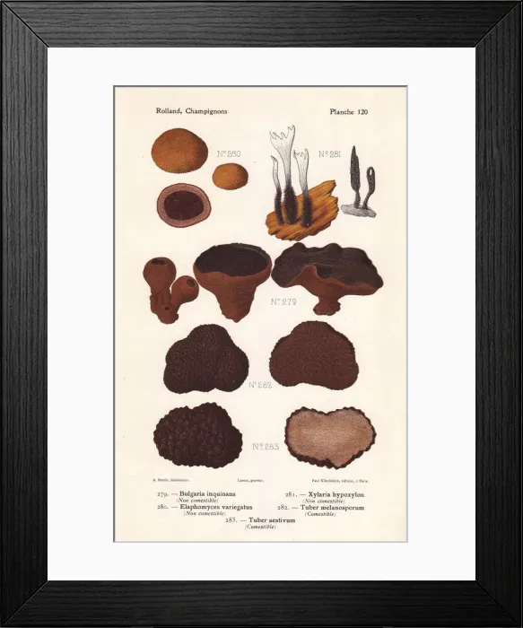 Framed Print : Bulgar and truffle mushrooms Framed Print : Bulgar and truffle mushrooms