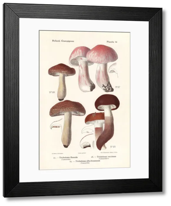 Framed Print : Pinkmottle woodwax, russet scaly tricholoma Framed Print : Pinkmottle woodwax, russet scaly tricholoma