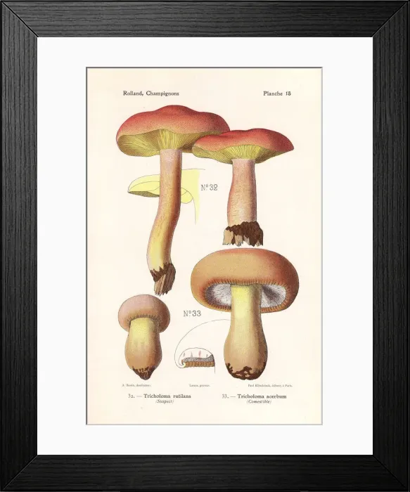 Framed Print : Plums and custard mushroom and bitter knight Framed Print : Plums and custard mushroom and bitter knight