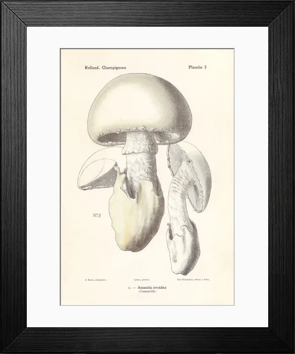 Framed Print : European white egg mushroom, Amanita ovoidea Framed Print : European white egg mushroom, Amanita ovoidea