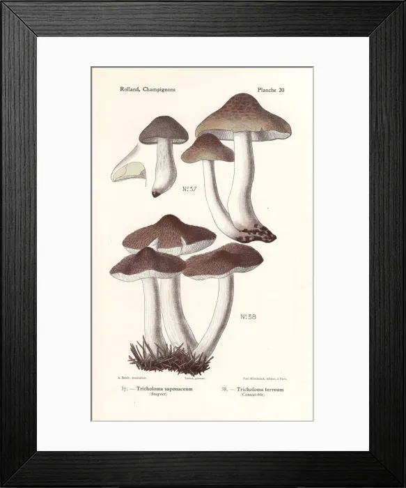 Framed Print : Soap-scented toadstool and grey knight mushroom Framed Print : Soap-scented toadstool and grey knight mushroom
