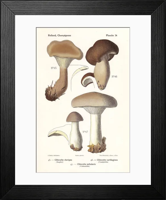 Framed Print : Clitocybe mushrooms Framed Print : Clitocybe mushrooms