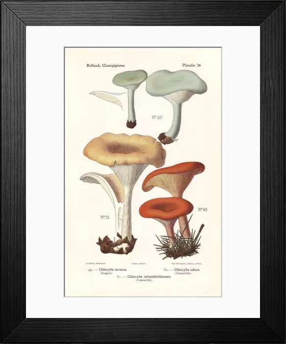 Framed Print : Tawny funnel cap and aniseed toadstool
