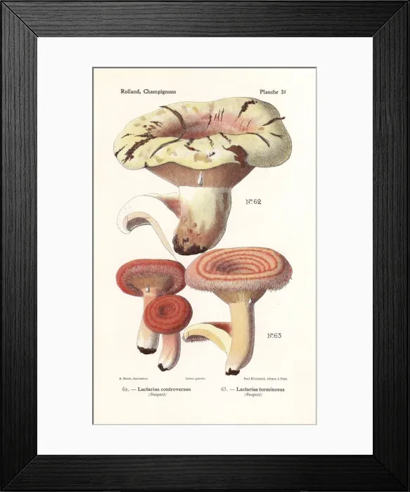 Framed Print : Milkcap mushroom, Lactarius controversus Framed Print : Milkcap mushroom, Lactarius controversus