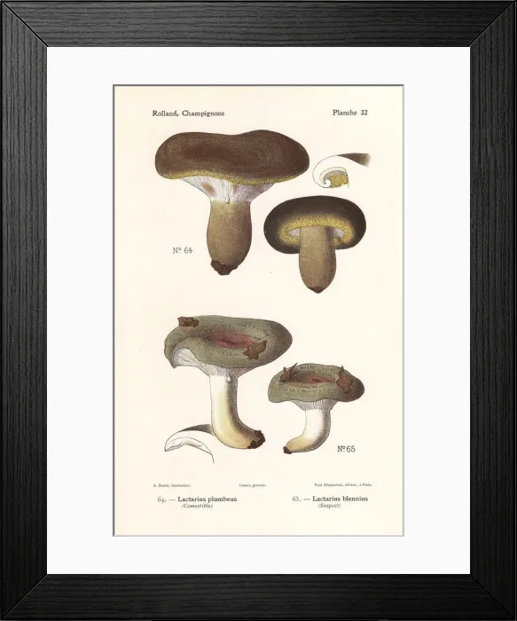 Framed Print : Ugly milkcap and slimy milkcap Framed Print : Ugly milkcap and slimy milkcap