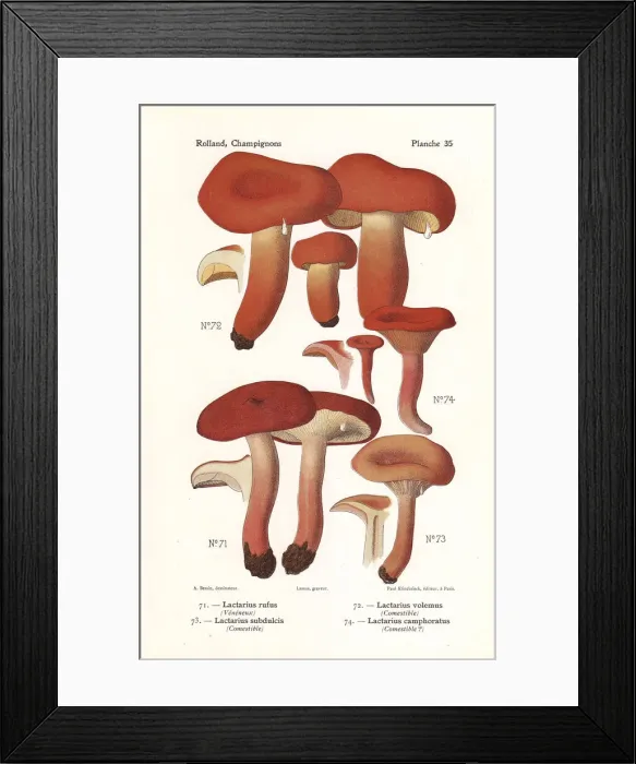 Framed Print : Milk cap mushrooms Framed Print : Milk cap mushrooms