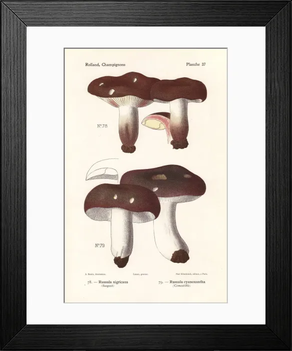 Framed Print : Blackening brittlegill and charcoal burner Framed Print : Blackening brittlegill and charcoal burner