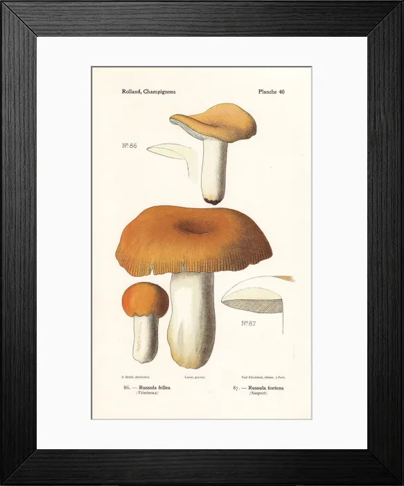 Framed Print : Russula mushrooms Framed Print : Russula mushrooms
