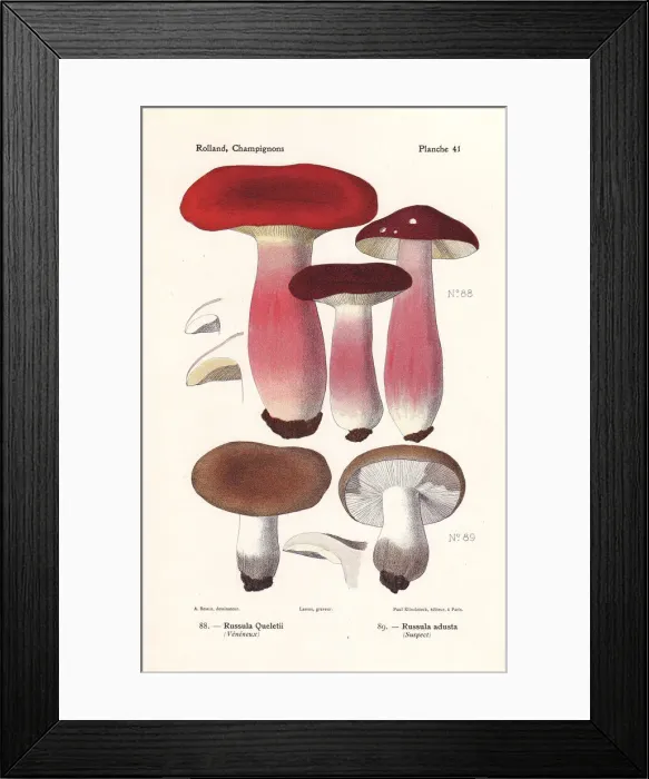Framed Print : Gooseberry russula, Russula queletii Framed Print : Gooseberry russula, Russula queletii