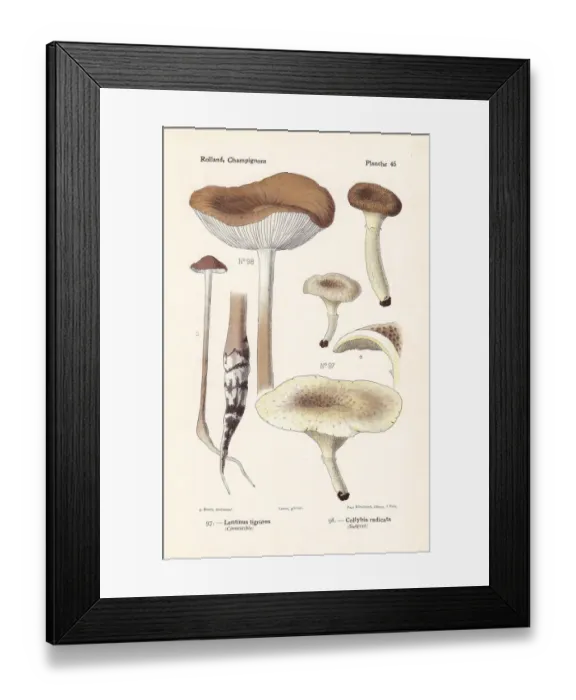 Framed Print : Little shiitake and deep root mushroom Framed Print : Little shiitake and deep root mushroom